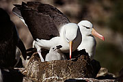 Picture 'Ant1_1_0191 Black-browed Albatross, West Point, Falkland Islands, Antarctica and sub-Antarctic islands'